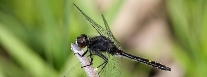 Vážka Leucorrhinia intacta Foto: sankax / Flickr.com