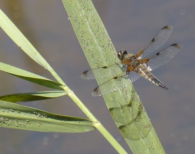 Vážka čtyřskvrnná Vážka čtyřskvrnná