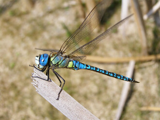 Šídlo rákosní (Aeshna affinis) upoutá jasně modrýma očima, podle kterých je můžeme určit i v letu.