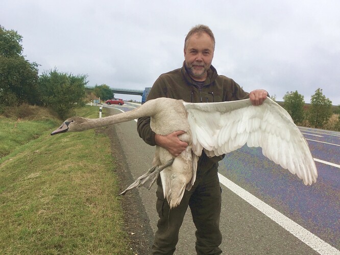 Včasný odchyt zbloudilé mladé labutě možná zabránil dopravní nehodě. Včasný odchyt zbloudilé mladé labutě možná zabránil dopravní nehodě.