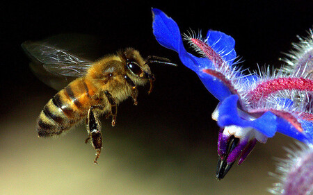71 procent Britů je pro její ochranu. Včela.