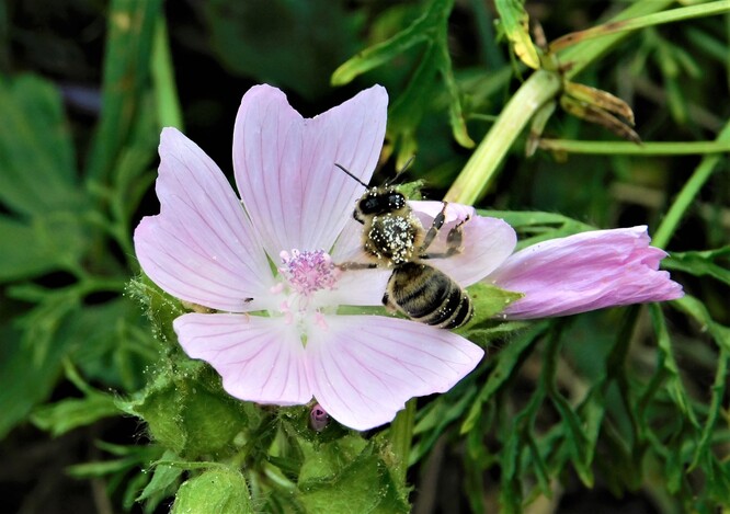 Včela medonosná opylující sléz na květnatém pásu v parku Stromovka.