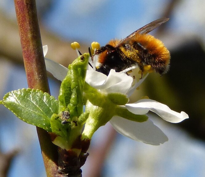 Samotářské včely jsou významnými opylovači ovocných stromů. Na snímku pískorypka ryšavá (Andrenafulva).