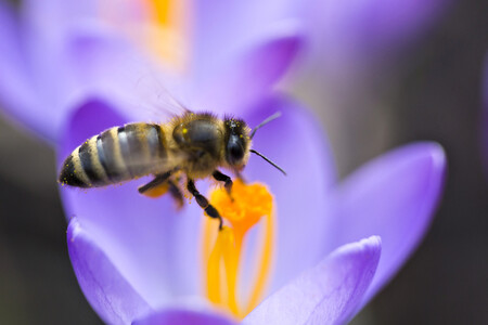 Na snímku včela medonosná kraňská. Ve středu se o ní bude jednat v senátu.