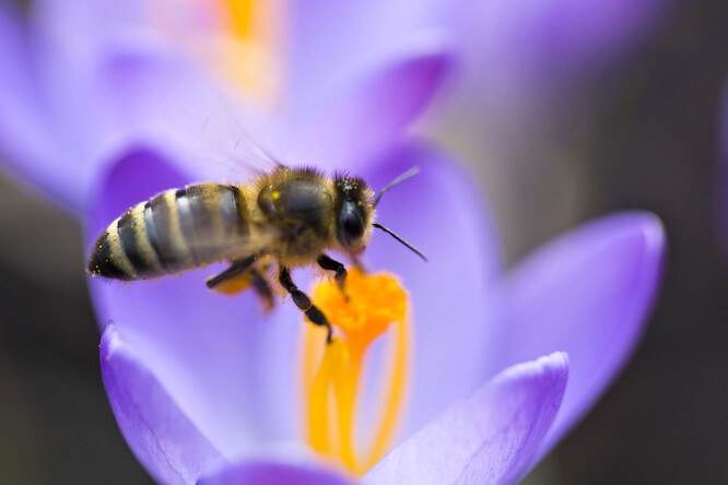 Včely a další hmyz mají na planetě naprosto nezastupitelnou úlohu jako opylovači rostlin, až tři čtvrtiny světové úrody zemědělských plodin opylení potřebují. / Ilustrační foto