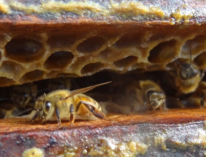 Kousky hnoje nebo drůbežího trusu dávají ke vchodu do úlu po útoku roje nebo už po označení průzkumnou sršní. Tým vědců také zjistil, že tato obrana je tím účinnější, čím vyšší je hustota exkrementů na úlu.