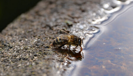 Vědci se na vztah neonikotinoidových pesticidů a létání zaměřili poté, co z předchozích výzkumů vyplynulo, že včely, které se vydaly opylovat chemicky ošetřená pole, se do úlů nevrátily.