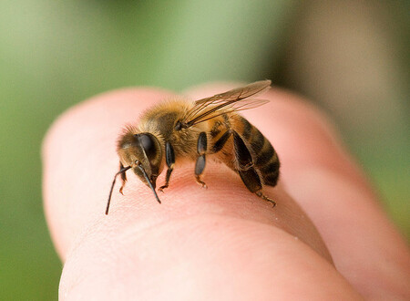 Slovinští včelaři zdobí úly svých včeliček, svěřují místní včely pod ochranu vlády a dokonce po jejich boku uléhají. Zkrátka dělají všechno pro to, aby se jejich včely, považované po staletí za národní poklad, cítily jako v bavlnce. / Ilustrační foto