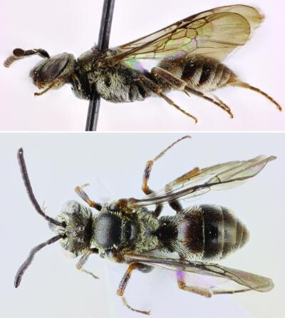 Včely tohoto rodu jsou obvykle velmi malé, a to i na včely. Měří jen 2 – 3 mm. Námi objevený druh má neuvěřitelných 4 – 5 mm. Je tedy dvojnásobně větší než jeho příbuzní,“ říká Jakub Straka. Na snímku včelka Chiasmognathus batelkai.