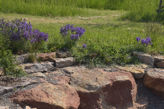 Vápencová skalka a včelník rakouský. Vápencová skalka a včelník rakouský.