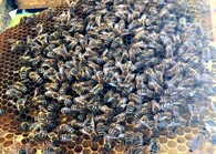 Včely v úlu
