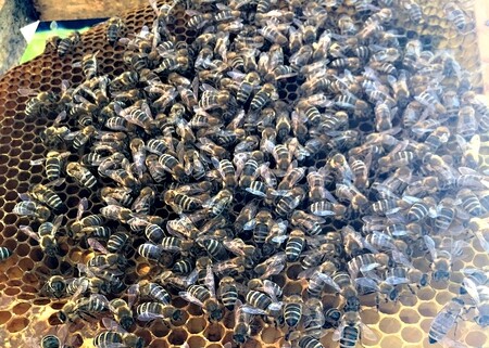Až kolem 200.000 včel by mohlo být v hlavní sezoně v pěti včelích úlech, jež jsou nově v těsné blízkosti jaderné elektrárny Temelín. V blízkosti temelínského infocentra mají včely ideální podmínky. Díky rozkvetlému zámeckému parku na tom budou temelínské včely velmi dobře. Relativně snadno mohou přinést pyl a nektar. / Ilustrační foto