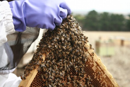 Organizované kriminální skupiny na Novém Zélandu kradou včely a dále je přeprodávají. Využívají tak situace, kdy ceny medu v této zemi závratně rostou.