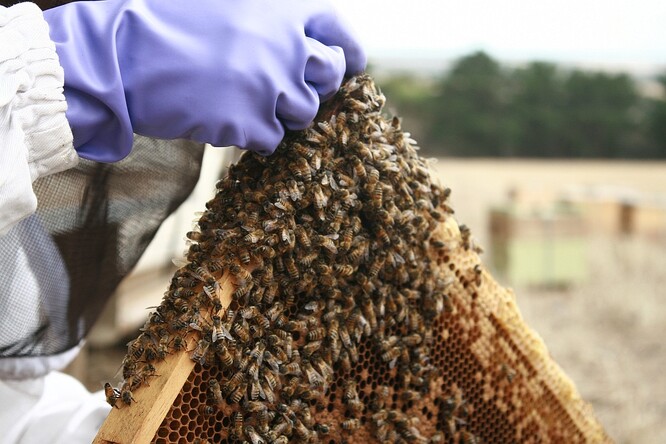 Evžen Báchor chová včely pro opylování rostlin, med a výrobu medoviny. Ilustrační snímek.