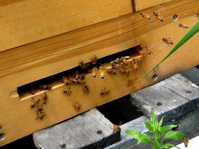 Včely u úlu
