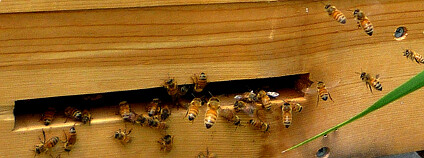 Včely u úlu Foto: jessicareeder Flickr