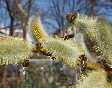 Nejhladovější jsou včely, čmeláci a další druhy hmyzu na začátku jara, upozorňuje Hana Kříženecká. V tuto dobu potřebují ve svém okolí časně kvetoucí druhy vrb. Na obrázku včely na vrbě lýkovcové