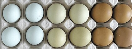 Vědci vytváří barevnou škálu pro hodnocení vajec Foto: Mendelova univerzita v Brně
