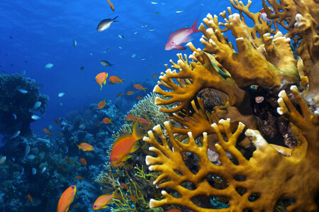 Canberra proto v lednu vyzvala vědce, aby navrhli, jak tento největší korálový systém světa zachránit. / Ilustrační foto