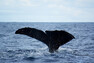 Velryba u azorského ostrova Pico