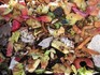 Bioodpad - "žížalí pochoutka"