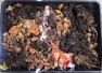 Zpracovávání bioodpadu ve vermikompostéru