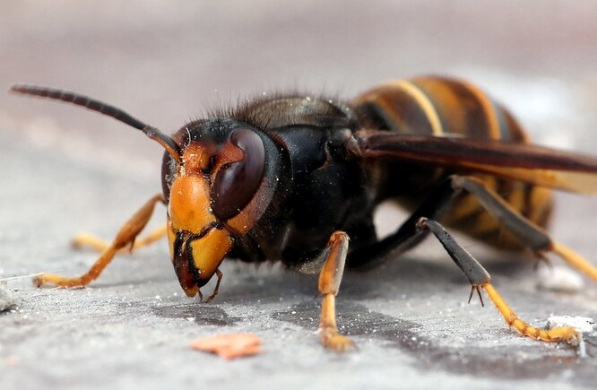 Sršeň asijská je o něco menší než sršeň obecná, která se v ČR vyskytuje běžně. Tento druh je zároveň tmavší, podle ochránců jde poznat od sršně obecné i díky žlutě zbarveným koncům končetin. Tato sršeň je nebezpečná hlavně pro včely, které napadá v úlech.