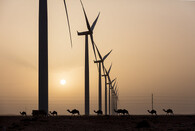 Větrná elektrárna a velbloudi v Maroku