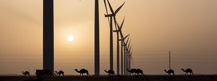 Větrná elektrárna a velbloudi v Maroku Foto: TEDxTarfaya Flickr