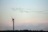 Větrná elektrárna a ptáci
