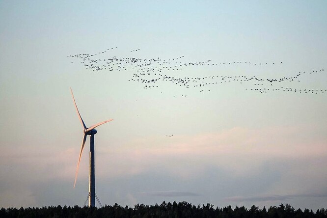 Dosud se diskutovalo o tom, že oběťmi větrných elektráren jsou především ptáci a netopýři, kteří při letu ve výškách narazí na nečekanou překážku. Jenže jak ukazují aktuální případy ze Skandinávie, problémy s větrnými elektrárnami mohou mít i ti, co chodí po zemi.