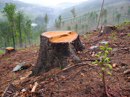 Smrk je dál možnou volbou pro výsadbu jako hlavní dřevina i tam, kde už dnes smrkové lesy masivně odumírají. Ilustrační snímek.