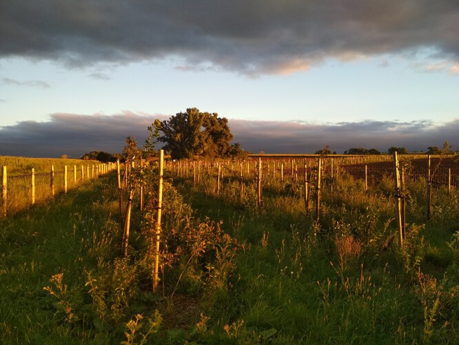 Větrolam VN 3 v k. ú. Vrbovec (Pobočka Znojmo), Jihomoravský kraj. Větrolam VN 3 v k. ú. Vrbovec (Pobočka Znojmo), Jihomoravský kraj.