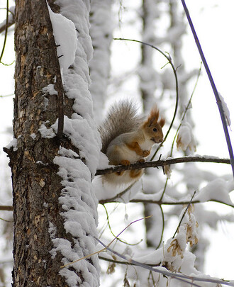 K zimnímu spánku se veverka neukládá. K zimnímu spánku se veverka neukládá.