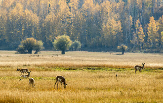 Stáda vidlorohů v americkém národním parku Grand Teton ani nezvednou hlavu, aby se rozhlédla po vlcích.