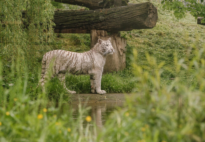 Tygřice Charlota v dočasném chovu v zoo.