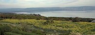 Galilejské, Tiberiadské, Genezaretské, Kineretské jezero, či zkráceně Kineret v Izraeli