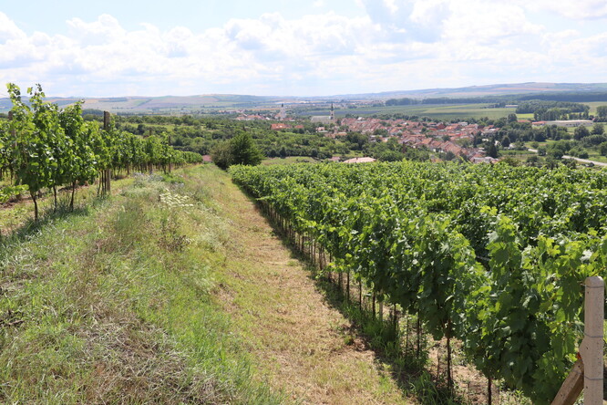 Rodina Válkových pěstuje vinnou révu na osmi hektarech vinic a má také dva hektary ovocných sadů. Vyrábí biovína, šťávy a mošty.