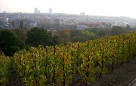 Vinohrady na Grébovce v Praze