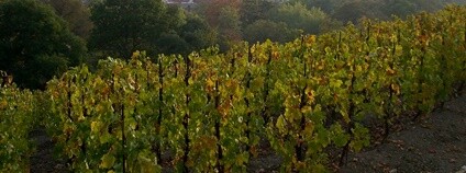 V královéhradeckém kraji jsou zatím registrované dva vinohrady, a to v Kuksu na Trutnovsku a Litoboři na Náchodsku.