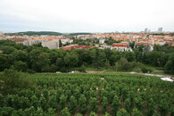 Vinohrady na Grébovce v Praze