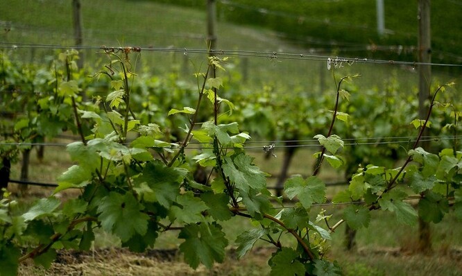 Firma každoročně vysazuje nové hektary vinic, loni 22 hektarů.