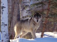Vlk ve sněhu na Slovensku