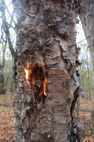 Bříza je strom, který z požárů profituje. Proto je kůra i našich bříz extrémě hořlavá. Živá a zdravá bříza dahurská z východní Asie se i za deště ochotně nechá zapálit jedinou zápalkou.