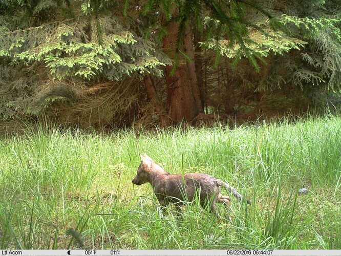 Vlci se do NP České Švýcarsko vrátili v roce 2016. Reprodukce vlků na území národního parku však byla potvrzena poprvé letos. Ilustrační foto