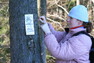 Dobrovolnice připevňuje na strom cedulku, která má "varovat" myslivce, že je vlčí hlídky sledují.