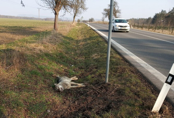 Vlčici srazilo auto nedaleko Mnichova Hradiště ve středu 24. 3.