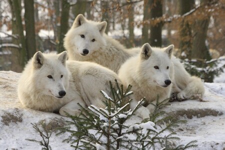Z výběhu v brněnské zoo v úterý utekli čtyři vlci arktičtí, chovatelé je brzy odchytili. / Ilustrační foto