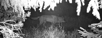 Vlk, zachycený na fotopast v Orlických horách na konci září Foto: Hnutí Duha Olomouc