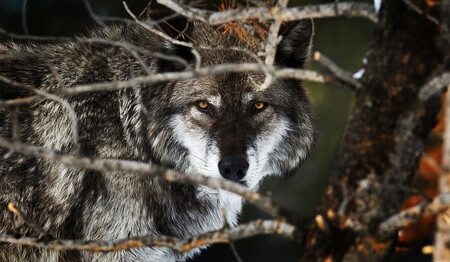 Myslivci musejí o povolení zabít vlka vždy žádat předem. Střílet je smí také jen ve vytyčených oblastech, ze kterých jsou vyjmuta všechna chráněná území.
